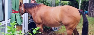Ein Pferd im Palliativgarten (Foto: Christine Beenken)